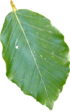 Leaf.png