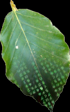 Leaf2.png
